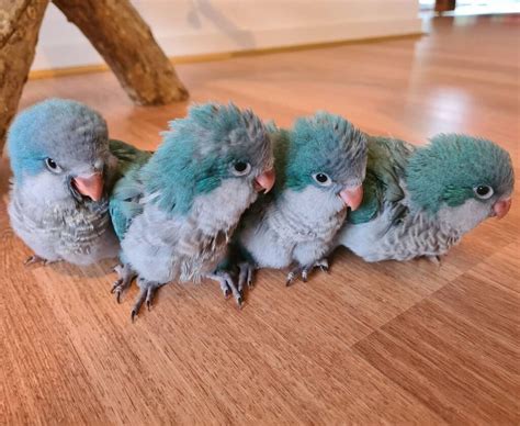 First clutch 3 green,1 blue,one lutino. . Quaker parrots for sale